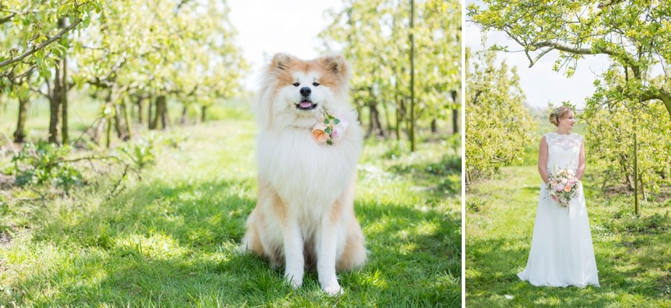 huisdier-op-je-bruiloft-fotografie-hond